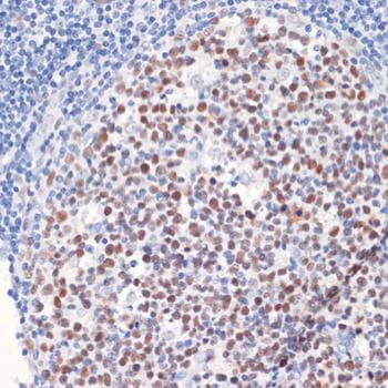 DNMT / DNMT1 Antibody