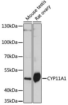 P450SCC / CYP11A1 Antibody
