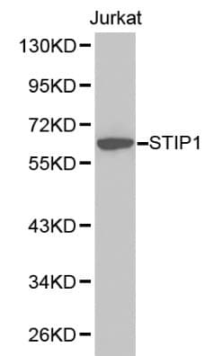 STI1 / STIP1 Antibody