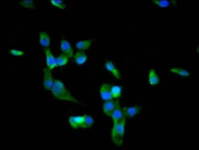 BACH2 Antibody