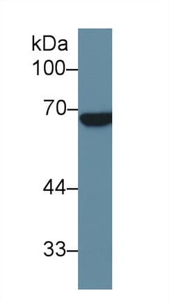 ALPPL2 Antibody (aa20-333, Cy3)