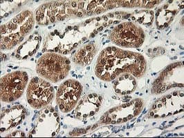 ALS2CR1 / NIF3L1 Antibody (clone OTI3E1)