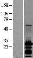Human NDUFA13 / GRIM19 Protein (Over-Expression Lysate Myc-DDK (Flag))