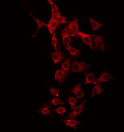 GFRA4 Antibody