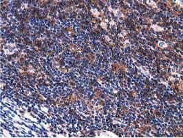 VWA5A Antibody (clone OTI3D6)