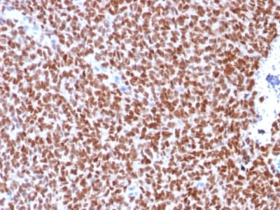 NKX2-2 Antibody (clone rNX2/294, Azide-free, Carrier-free)