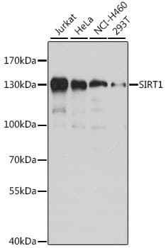 SIRT1 / Sirtuin 1 Antibody