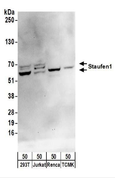 STAU1 / Staufen Antibody (aa1-50)
