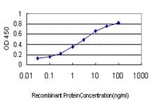IHC-plus™ GYG1 / Glycogenin Antibody (clone 3B5)