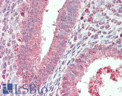 DIXDC1 Antibody (aa633-683)