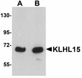 IHC-plus™ KLHL15 Antibody