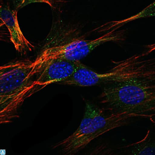 Monoclonal Mouse anti-Human DLGAP1 Antibody (IHC, IF, WB)