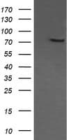 Monoclonal Mouse anti-Human COG6 Antibody (clone OTI1B8, IHC, IF, WB)