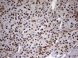 USP44 Antibody (aa420-712, clone OTI1D1)