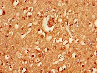 HRH3 / Histamine 3 Receptor Antibody