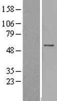 FAM126A / HCC Protein (Over-Expression Lysate Myc-DDK (Flag))