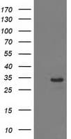 HDHD2 Antibody (clone OTI4G3)