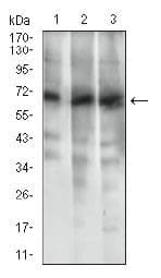 ABCG5 Antibody (aa300-500, clone 1B5E10)