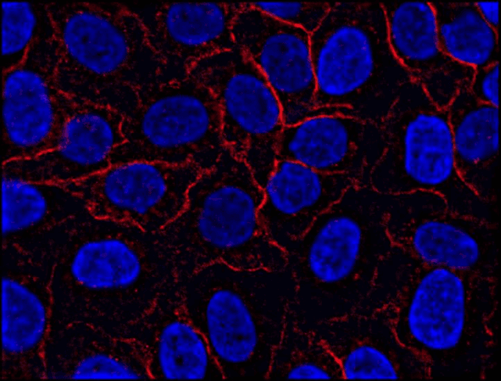 AHNAK Antibody (clone EM-09)