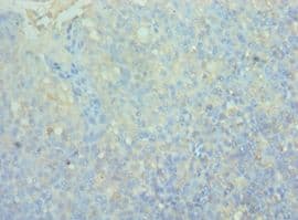 CD244 Antibody (aa22-224)