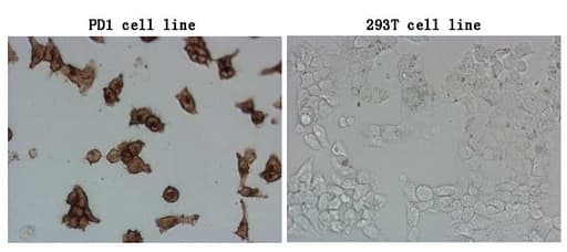 PDCD1 / CD279 / PD-1 Antibody (clone OTI16D4)
