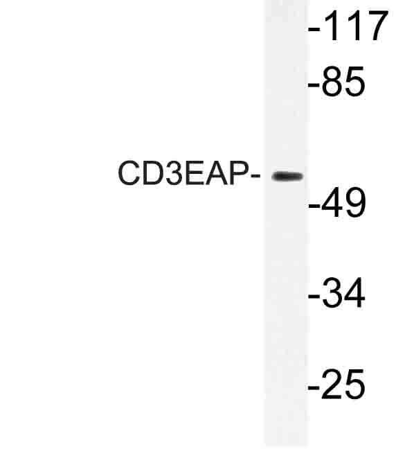 CD3EAP Antibody (Glu474)