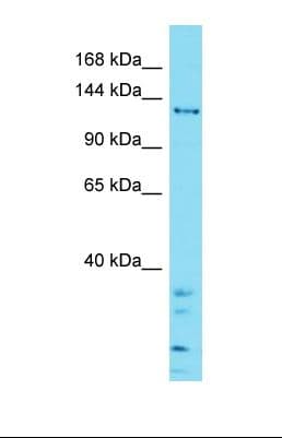 ZSWIM5 Antibody (C-Terminus)