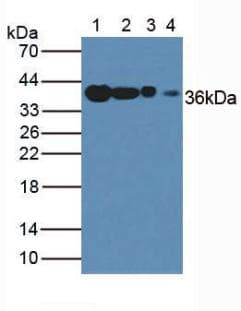 GAPDH Antibody (PE)