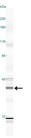 YWHAQ / 14-3-3 Theta Antibody (aa40-90)