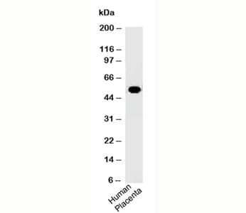 ODC1 / Ornithine Decarboxylase Antibody (clone ODC1/485)