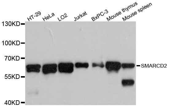Polyclonal Rabbit anti-Human BAF60B / SMARCD2 Antibody (WB)