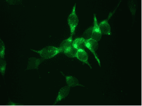 PathPlus™ KLK3 / PSA Antibody (clone 3E6)