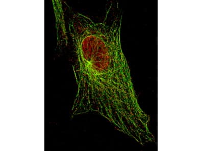STAT5A Antibody (phospho-Tyr694, clone 5F6.F1)