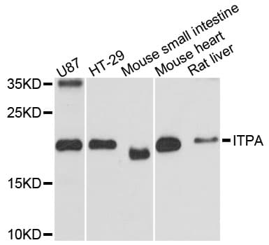 ITPA Antibody