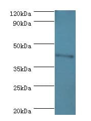 CBX8 Antibody (aa80-280)