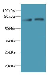 ACTR8 Antibody