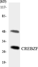 Polyclonal Rabbit anti-Human CREBZF / Zhangfei Antibody (aa112-161, WB)