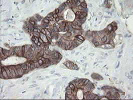VBP1 Antibody (clone OTI2E6)
