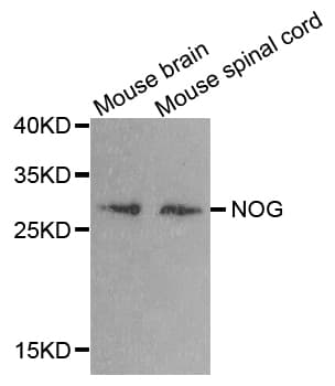 NOG / Noggin Antibody