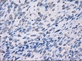 LTA4H / LTA4 Antibody (clone OTI9C5, Carrier-free)