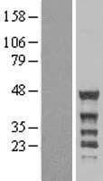 GRB4 / NCK2 Protein (Over-Expression Lysate Myc-DDK (Flag))