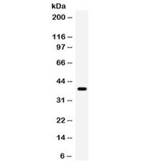 WNT7A Antibody