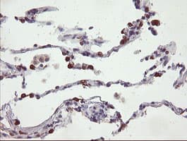 SLA2 / SLAP2 Antibody (clone OTI3A7)