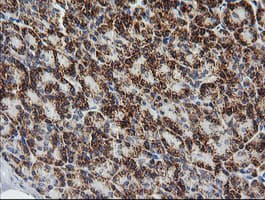 PTGES2 Antibody (clone OTI2C3)