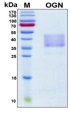 Human Osteoglycin / Mimecan Protein (Recombinant His, N-Terminal)