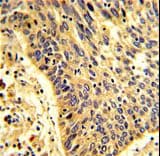 PLEKHG6 Antibody (aa60-87)