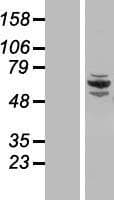CCDC22 Protein (Over-Expression Lysate Myc-DDK (Flag))