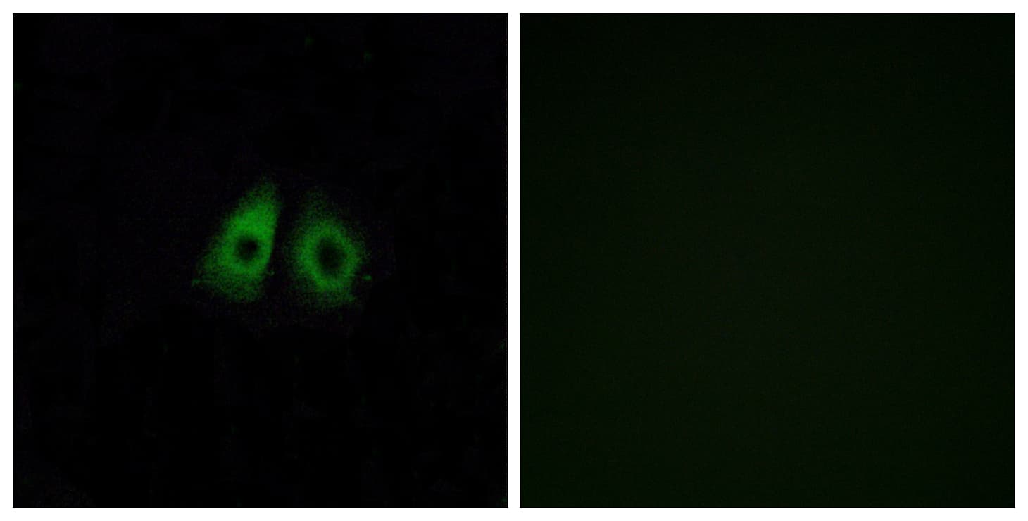 Polyclonal Rabbit anti-Human OR13C3 Antibody (aa201-250, IF, WB)