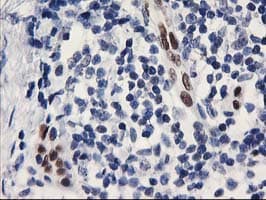 ELK3 / NET Antibody (clone OTI2C10, Carrier-free)