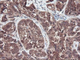RABL2A Antibody (clone OTI4A3)